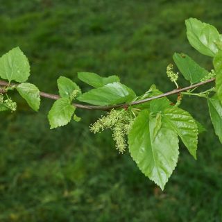 Weiße Maulbeerblätter-Extrakt (Morus alba L.)
