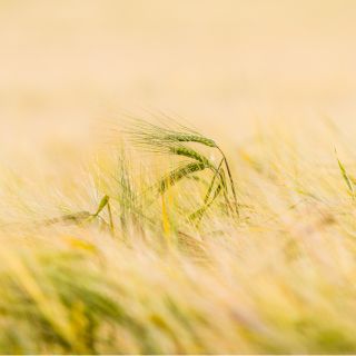 Gerstenblattextrakt (Hordeum vulgare L.)